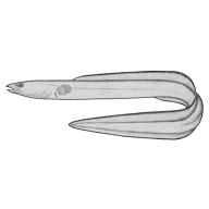 Illustration of a sea eel Illustration of a sea eel