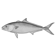 Illustration of a yellowtail Illustration of a yellowtail
