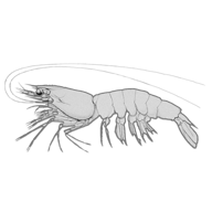 Illustration of a prawn