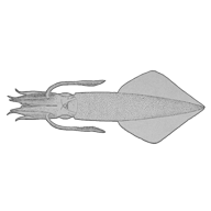 Illustration of a squid Illustration of a squid