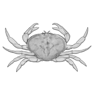Illustration of a crab Illustration of a crab