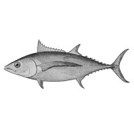 Illustration of a tuna