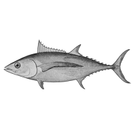 Illustration of a tuna Illustration of a tuna