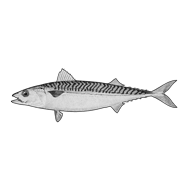 Illustration of a mackerel