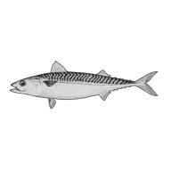 Illustration of a mackerel Illustration of a mackerel