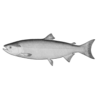 Illustration of a salmon Illustration of a salmon