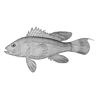 Illustration of a sea bass Illustration of a sea bass