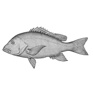 Illustration of a red snapper