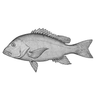 Illustration of a red snapper Illustration of a red snapper