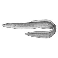 Illustration of a fresh water eel