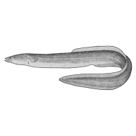 Illustration of a fresh water eel Illustration of a fresh water eel