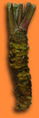 Photograph of a wasabi root Photograph of a wasabi root